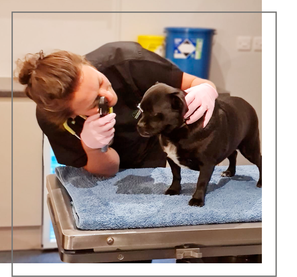 Vet assessing Dog